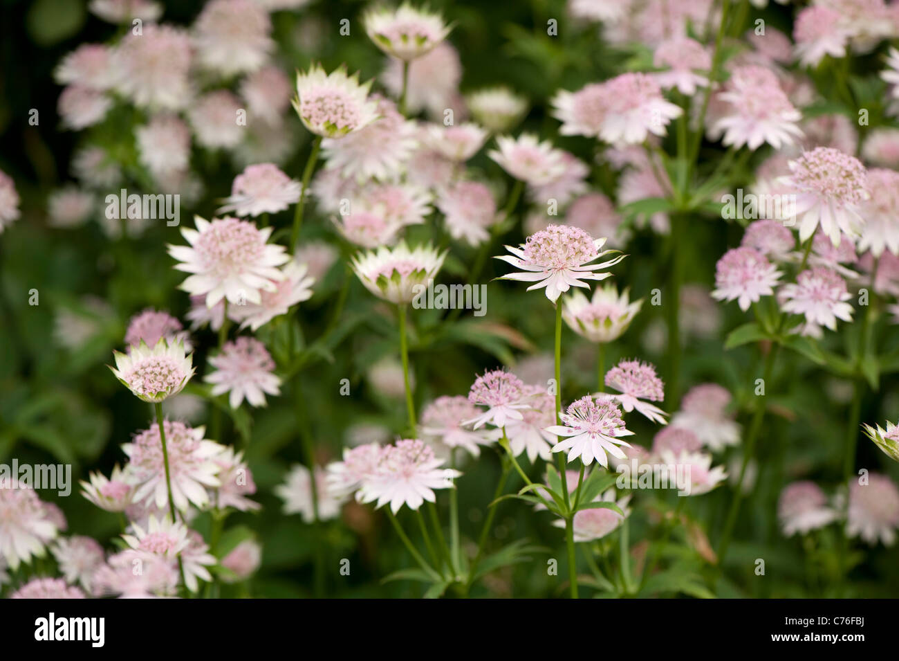 Astrantia major ‘Buckland’, Masterwort, in flower Stock Photo
