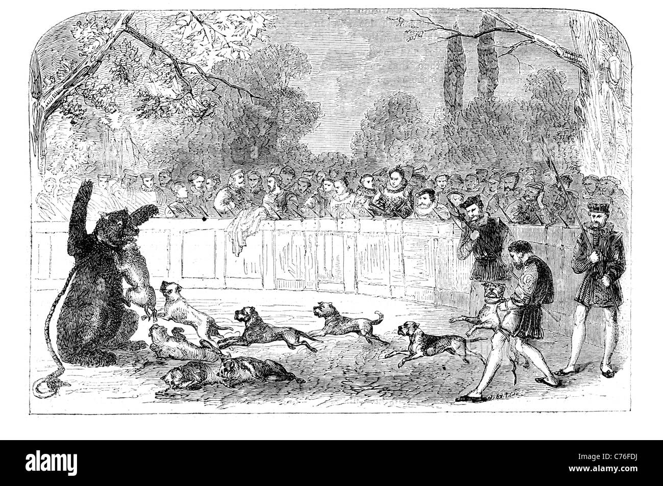 Bear baiting herds bears baiting gardens circular high fenced area pit spectators chained leg neck trained hunting dogs wounded Stock Photo