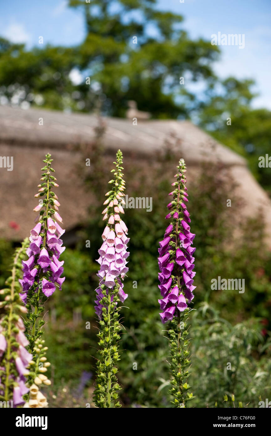 Foxgloves, Digitalis purpurea, in The Cottage Garden in June, RHS