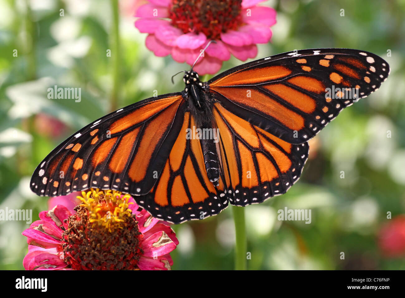 Monarch butterfly on zinnia Stock Photo