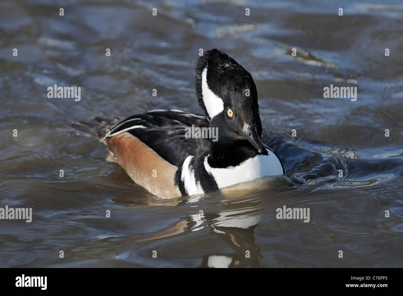 Bufflehead (Bucephala albeola) adult male swimming, WWT, Slimbridge, Gloucestershire, UK, March. Stock Photo