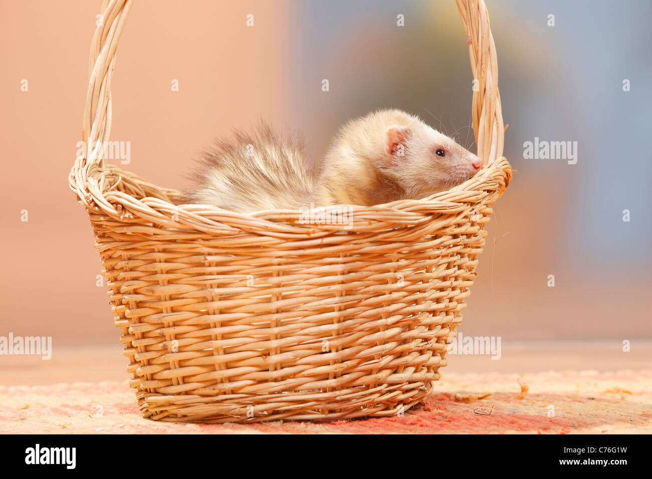 Ferret in basket hi-res stock photography and images - Alamy
