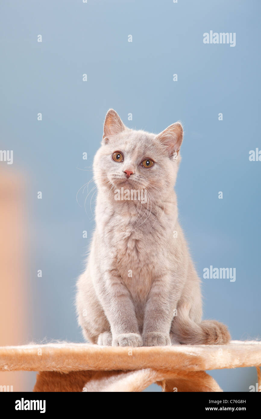 British Shorthair Cat Kitten Lilac Tortie 4 Months Stock Photo