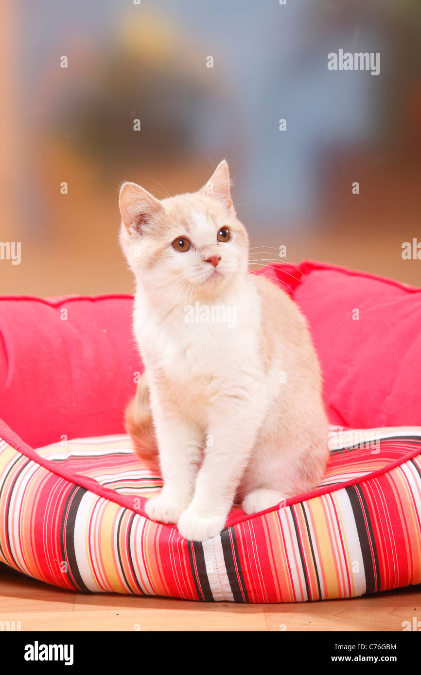 British Shorthair Cat, kitten, cream-white, 4 months Stock Photo