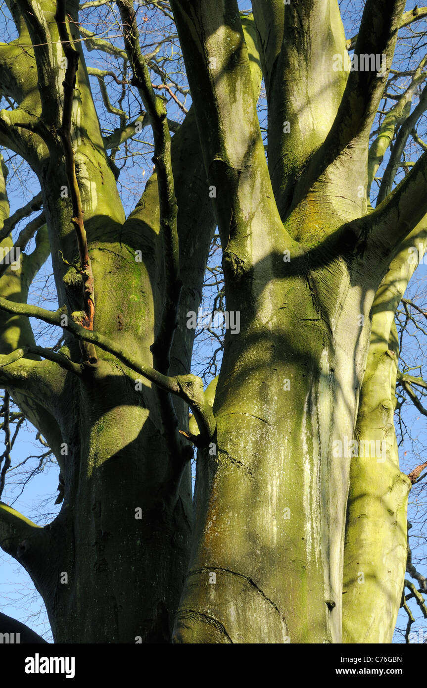 Copper beech (Fagus sylvatica purpurea) tree trunks and bare branches