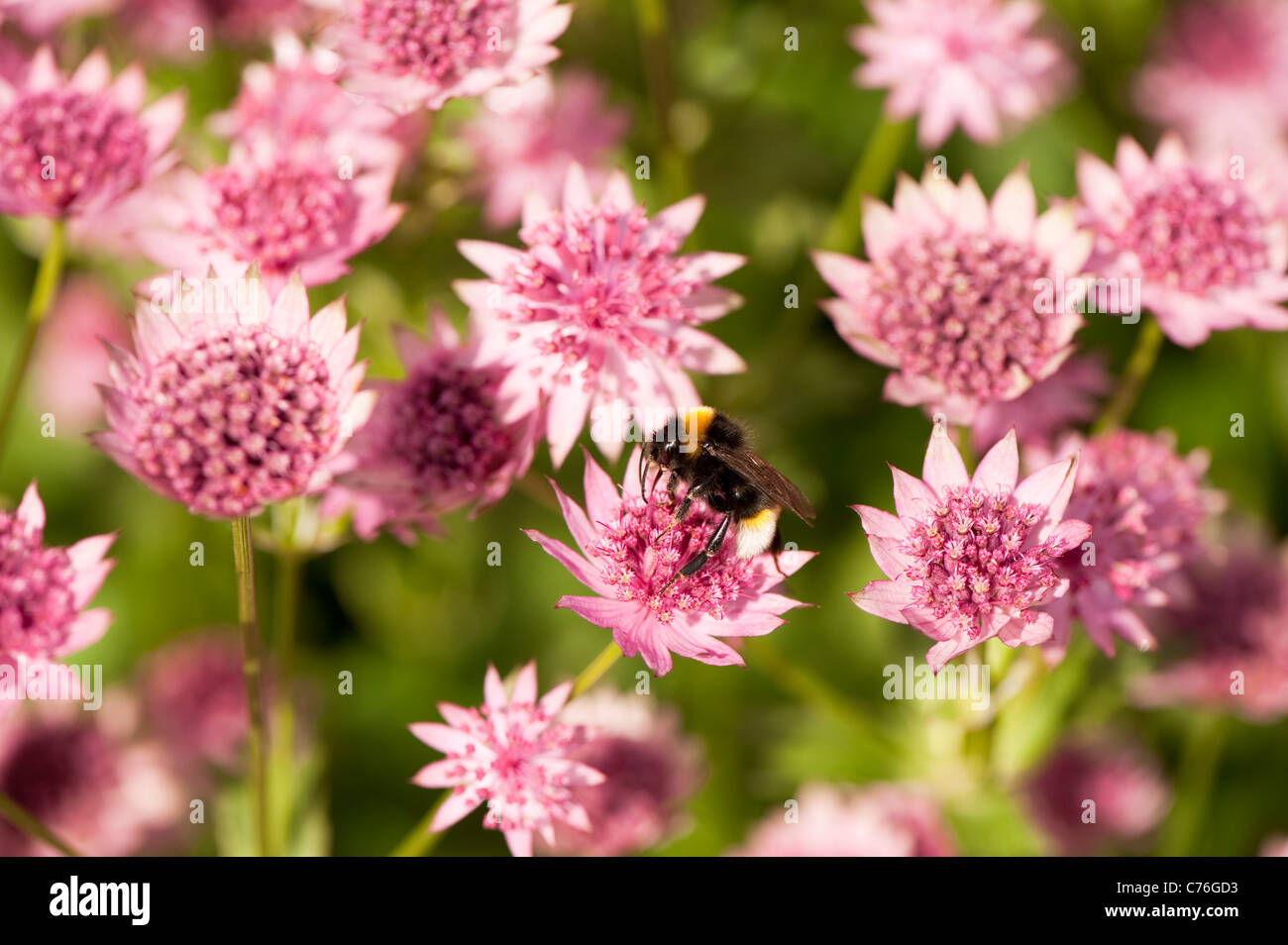 Astrantia major ‘Roma’, Masterwort, in flower with a bee Stock Photo