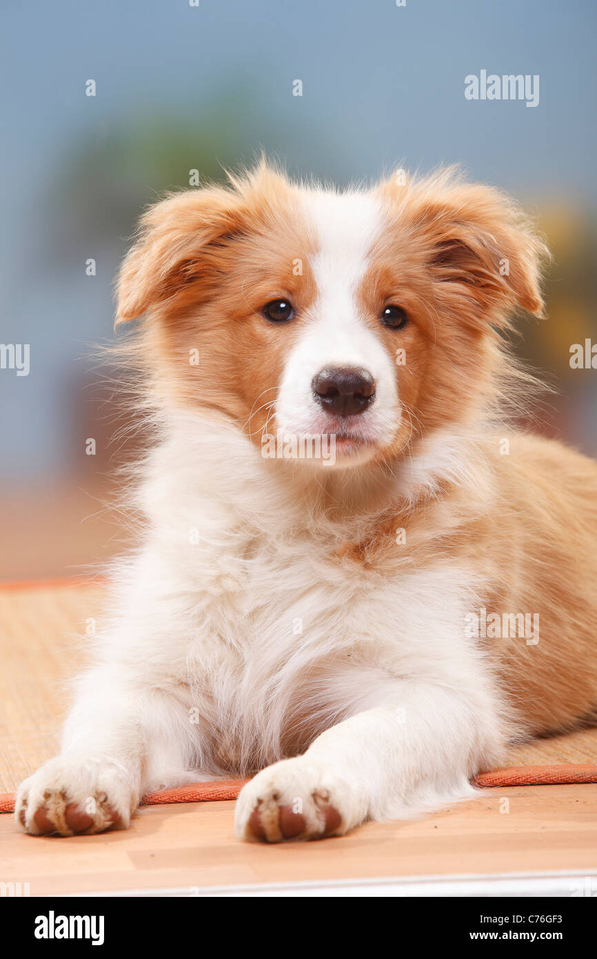 Border Collie, puppy, 14 weeks, australian red-white Stock Photo - Alamy