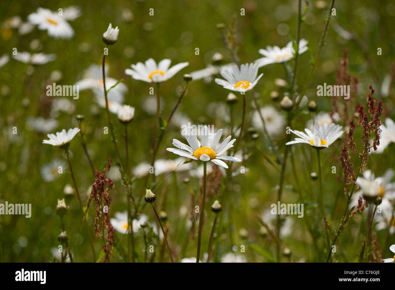 Oxeye Daisies, Leucanthemum vulgare, in flower Stock Photo