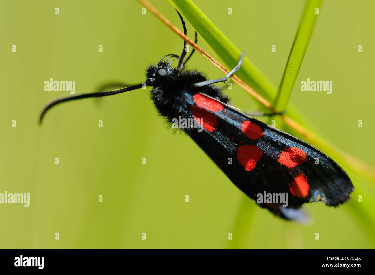 Zygaena transalpina Stock Photo Alamy