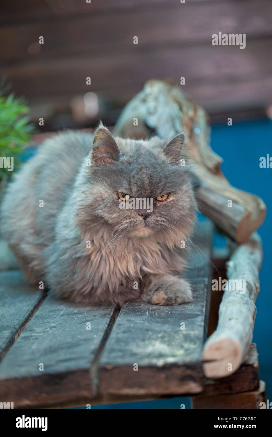 Persian cat found wondering in the woods Stock Photo