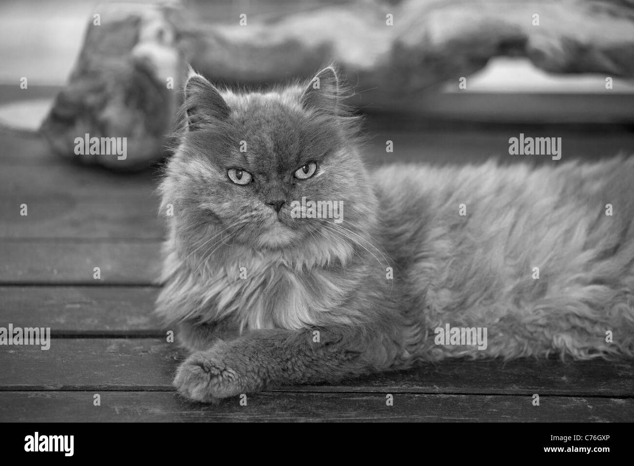 Persian cat found wondering in the woods Stock Photo