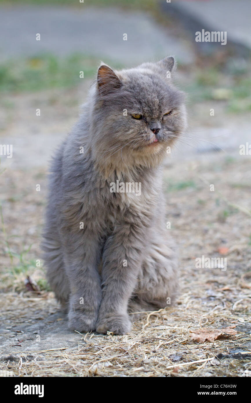 Persian cat found wondering in the woods Stock Photo