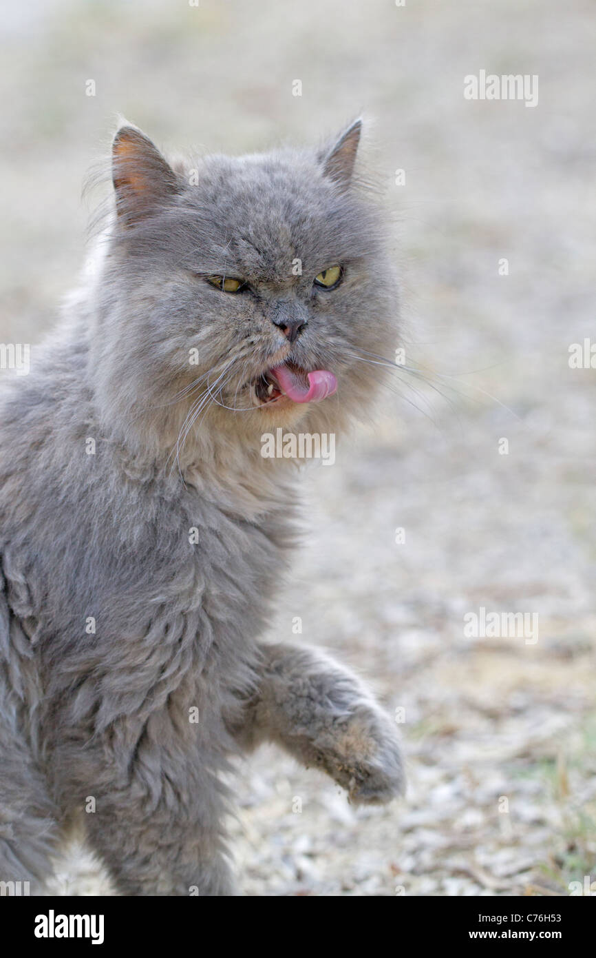 Persian cat found wondering in the woods Stock Photo