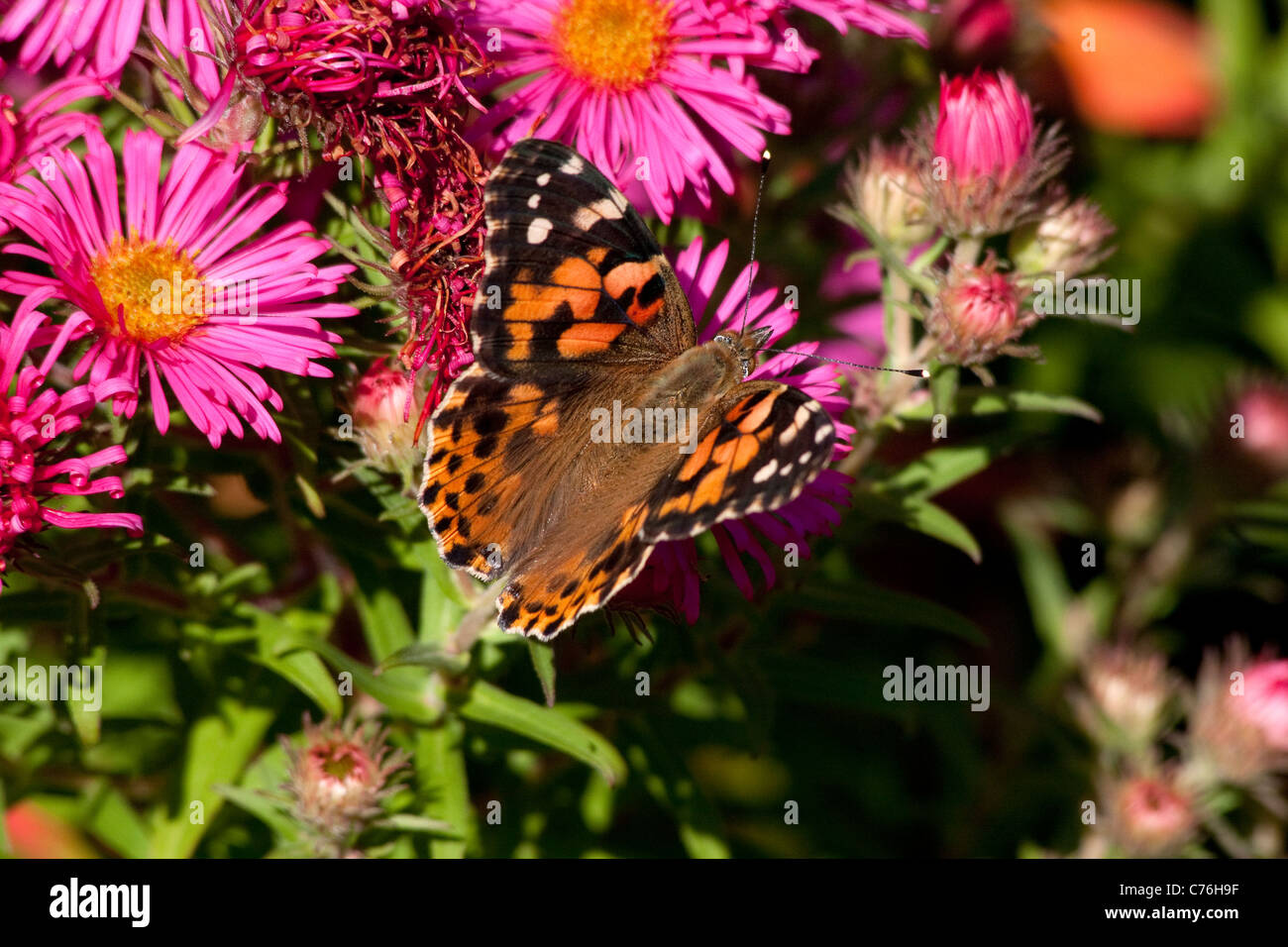 Butterfly in the gardens of Chirk Castle, Wales Stock Photo