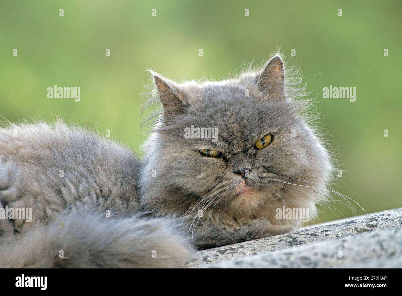 Persian cat found wondering in the woods Stock Photo