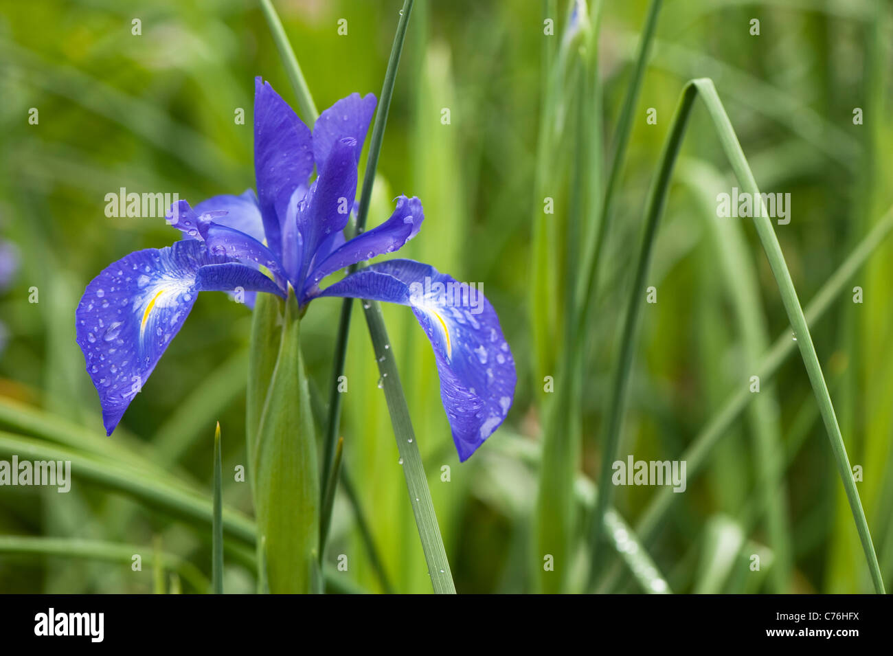 Iris xiphium in flower Stock Photo Alamy