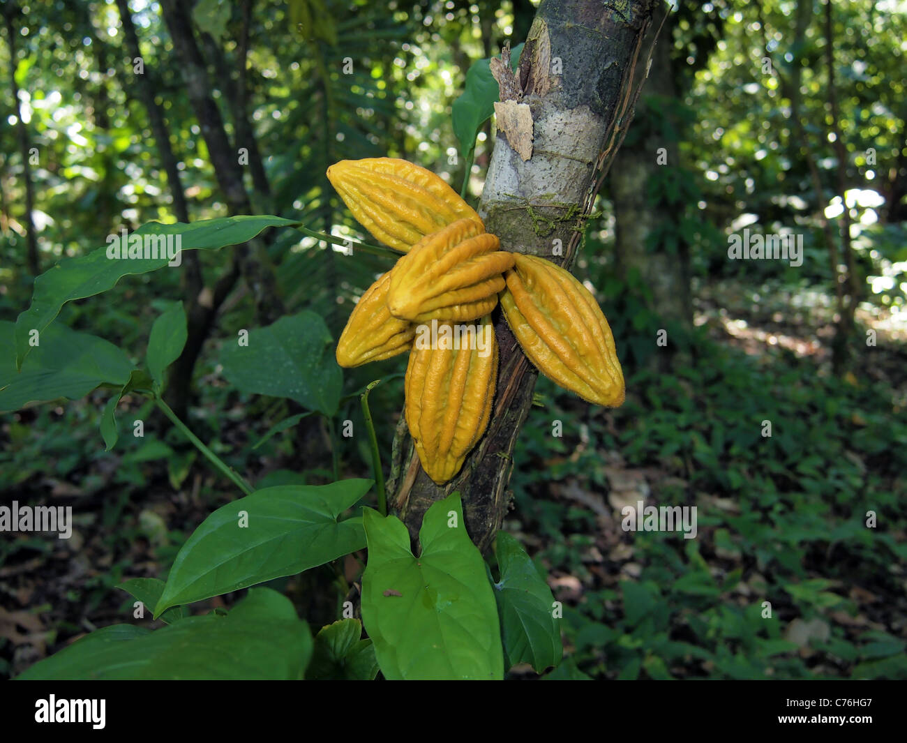 Wild cocoa pods on a tree in the jungle, Bocas del Toro, Caribbean, Panama Stock Photo