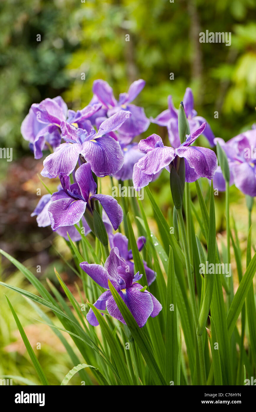 Iris ensata, Japanese Water Iris, in flower Stock Photo