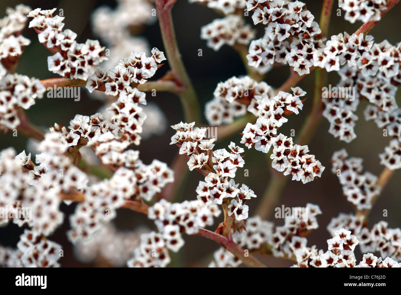 Small white flowers on a dark background Stock Photo