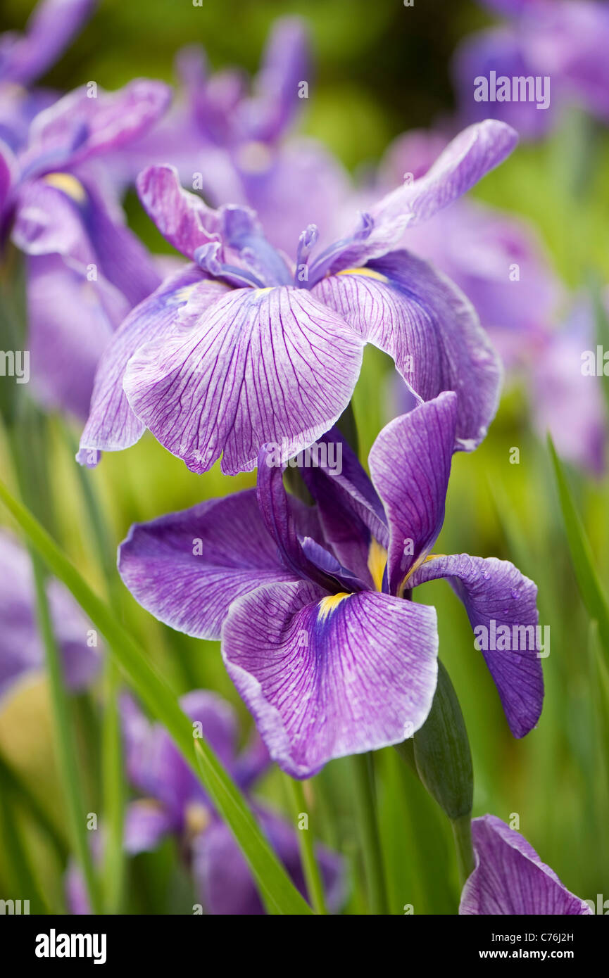 Iris ensata, Japanese Water Iris, in flower Stock Photo