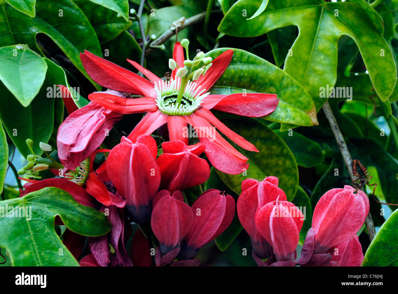 passionflower (Passiflora racemosa) Stock Photo