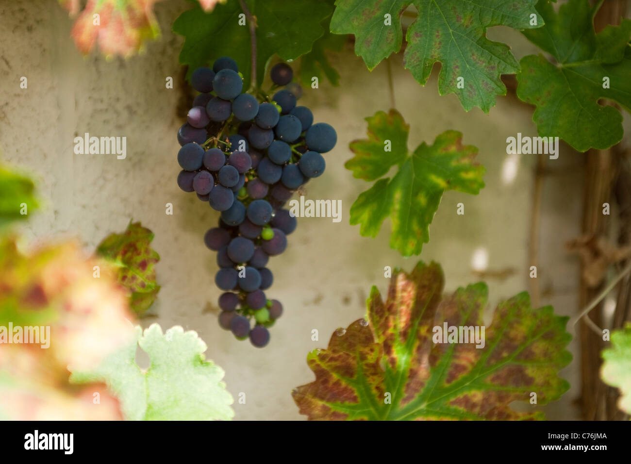 Grapes growing on vine in English garden Stock Photo