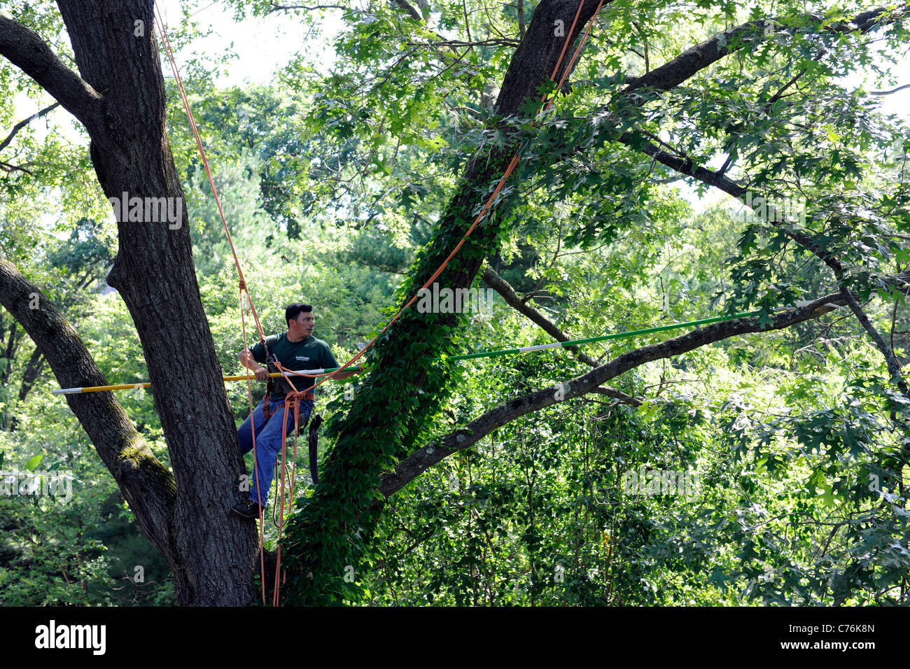 Arborist trimming oak tree. Stock Photo