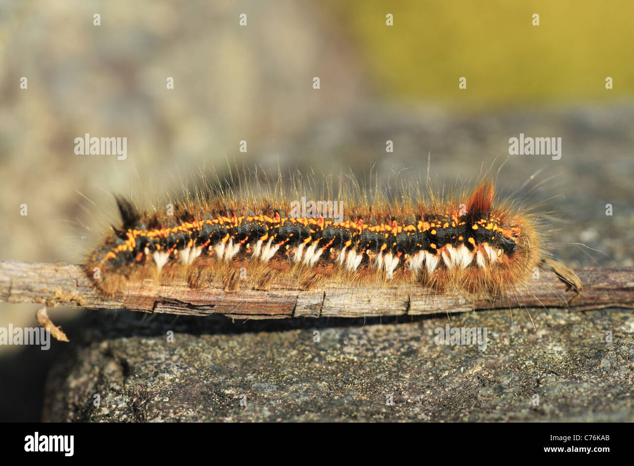 The Caterpillar of the 'Drinker Moth' (Latin name: Euthrix potatoria). Stock Photo
