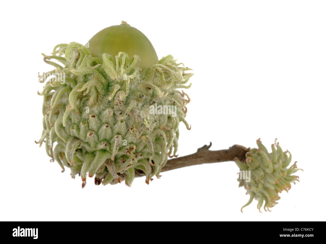 Turkey oak acorn Stock Photo