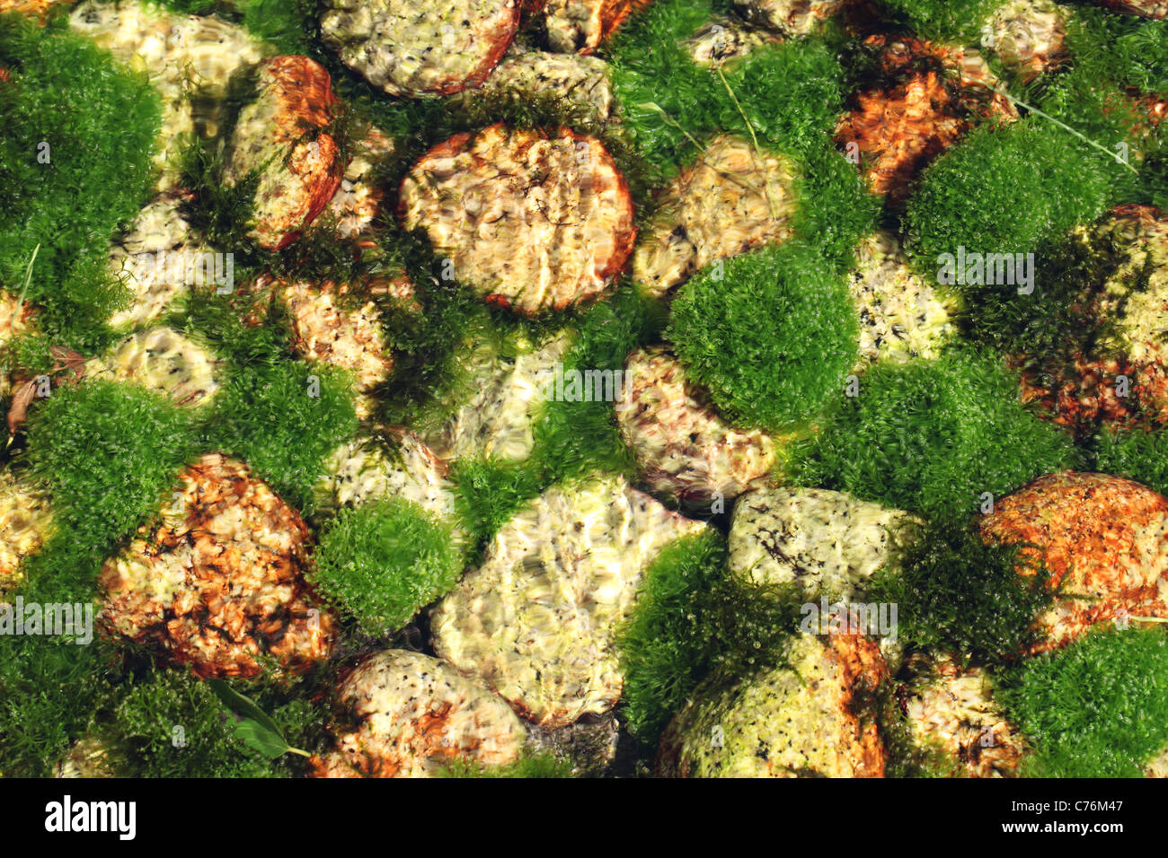 algae in the river, riverbed colored green Stock Photo Alamy