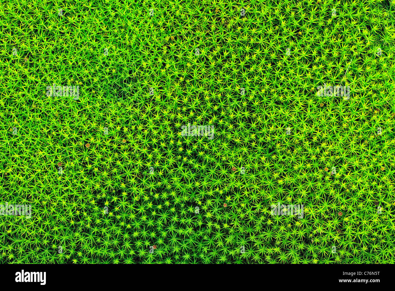 Moss green background . Star Moss (POLYTRICHUM COMMUNE) seen from above Stock Photo