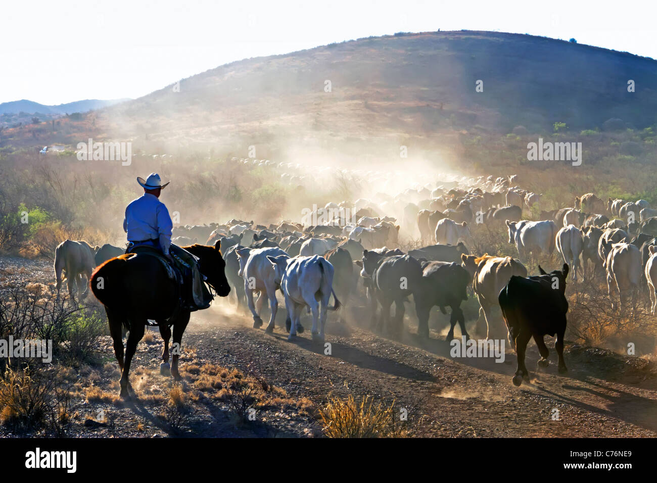 Rancher driving cattle during a roundup before shipping on a West Texas ranch. Stock Photo