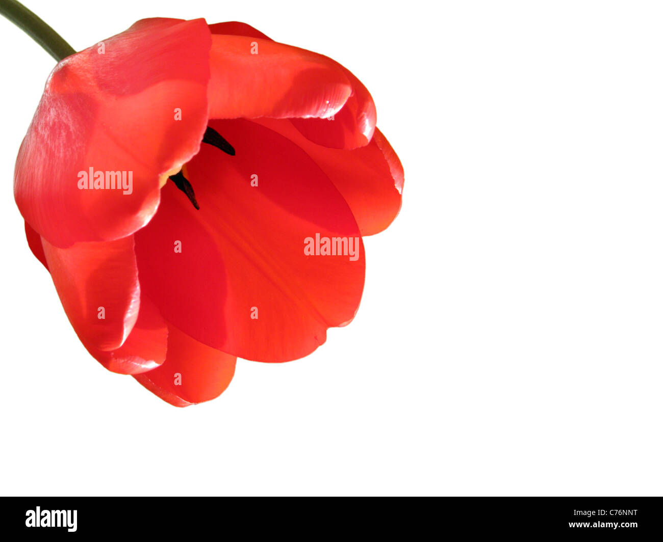Isolated tulip hi-res stock photography and images - Alamy