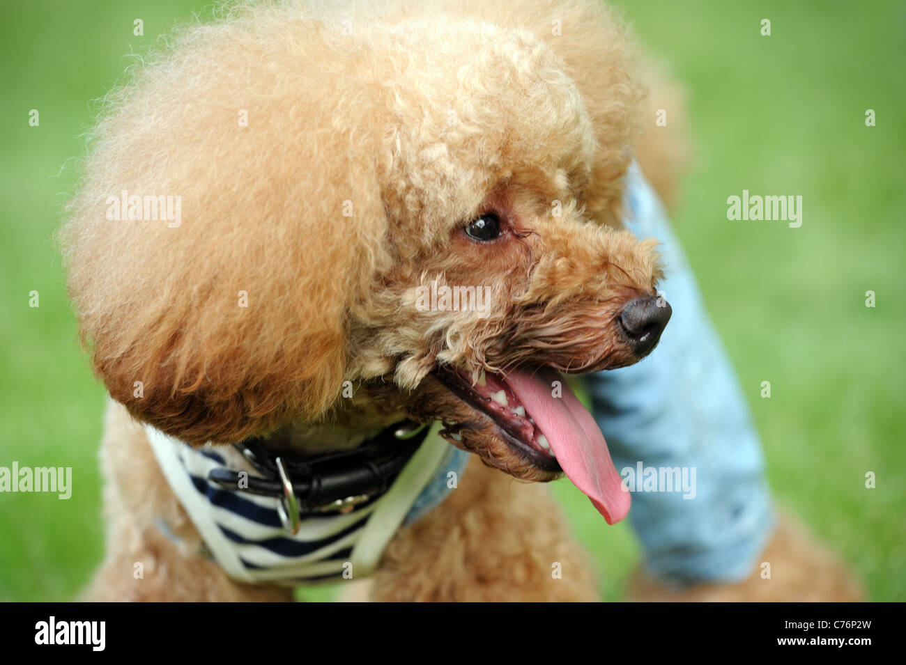A little brown poodle dog standing on the lawn Stock Photo - Alamy