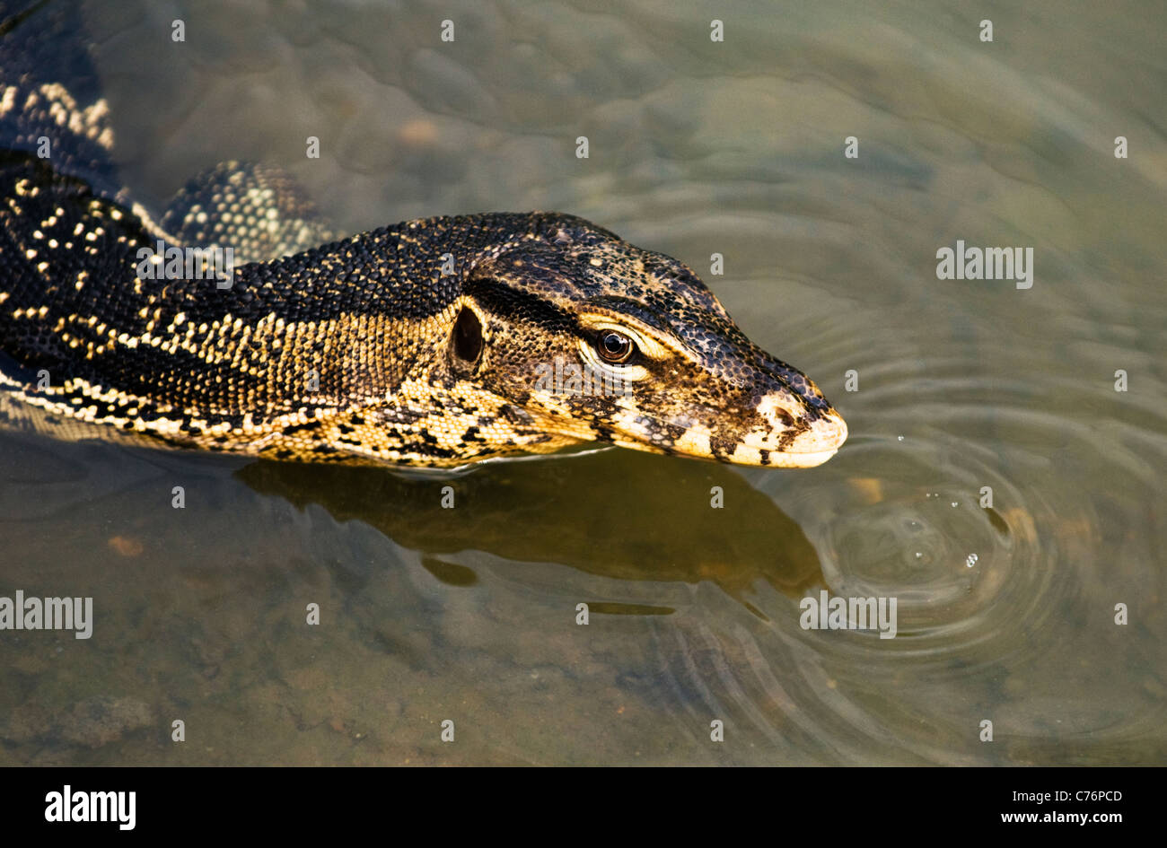 A big Monitor Lizard in Bankok's Lumpini park. Stock Photo