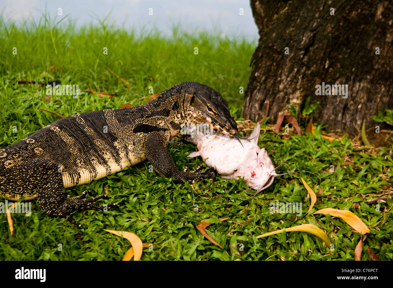 A big Monitor Lizard in Bankok's Lumpini park. Stock Photo