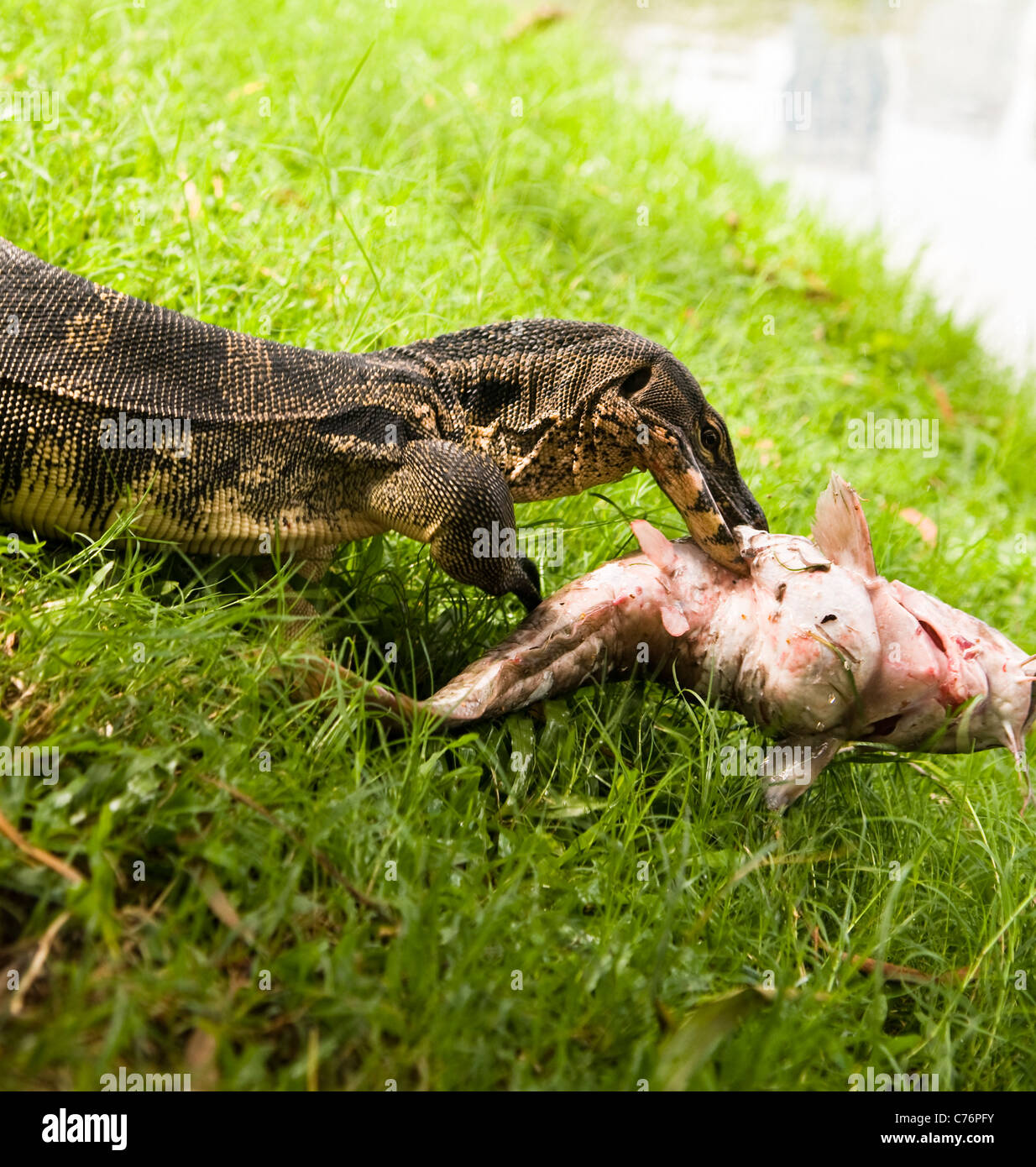A big Monitor lizard holding a big fish in its mouth. Stock Photo