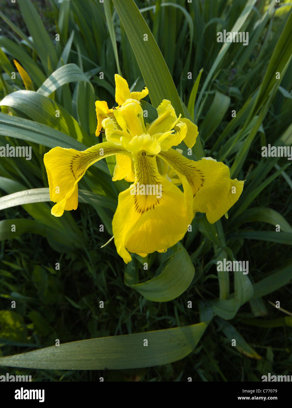 Closeup of wild yellow flag iris (Iris pseudacorus) flower, Scotland