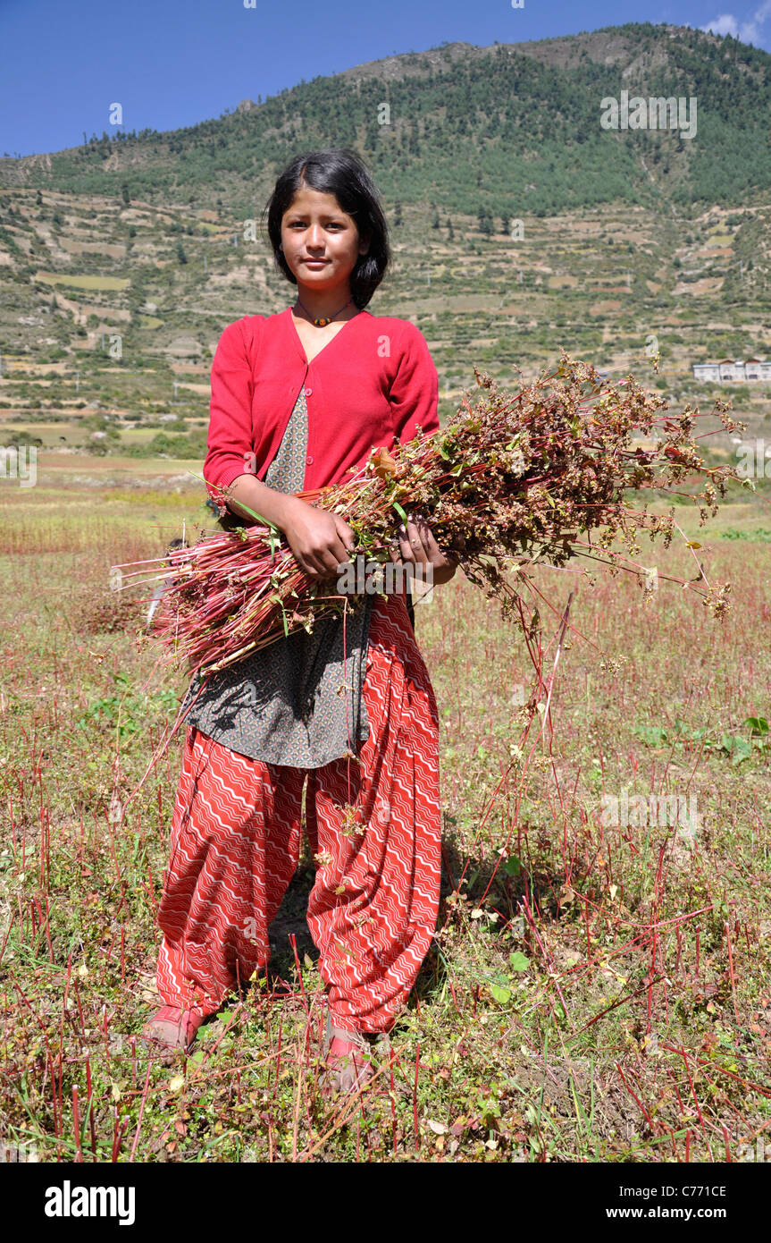 A Humla girl is harvesing buckwheat near Simikot Airport, Humla. Stock Photo