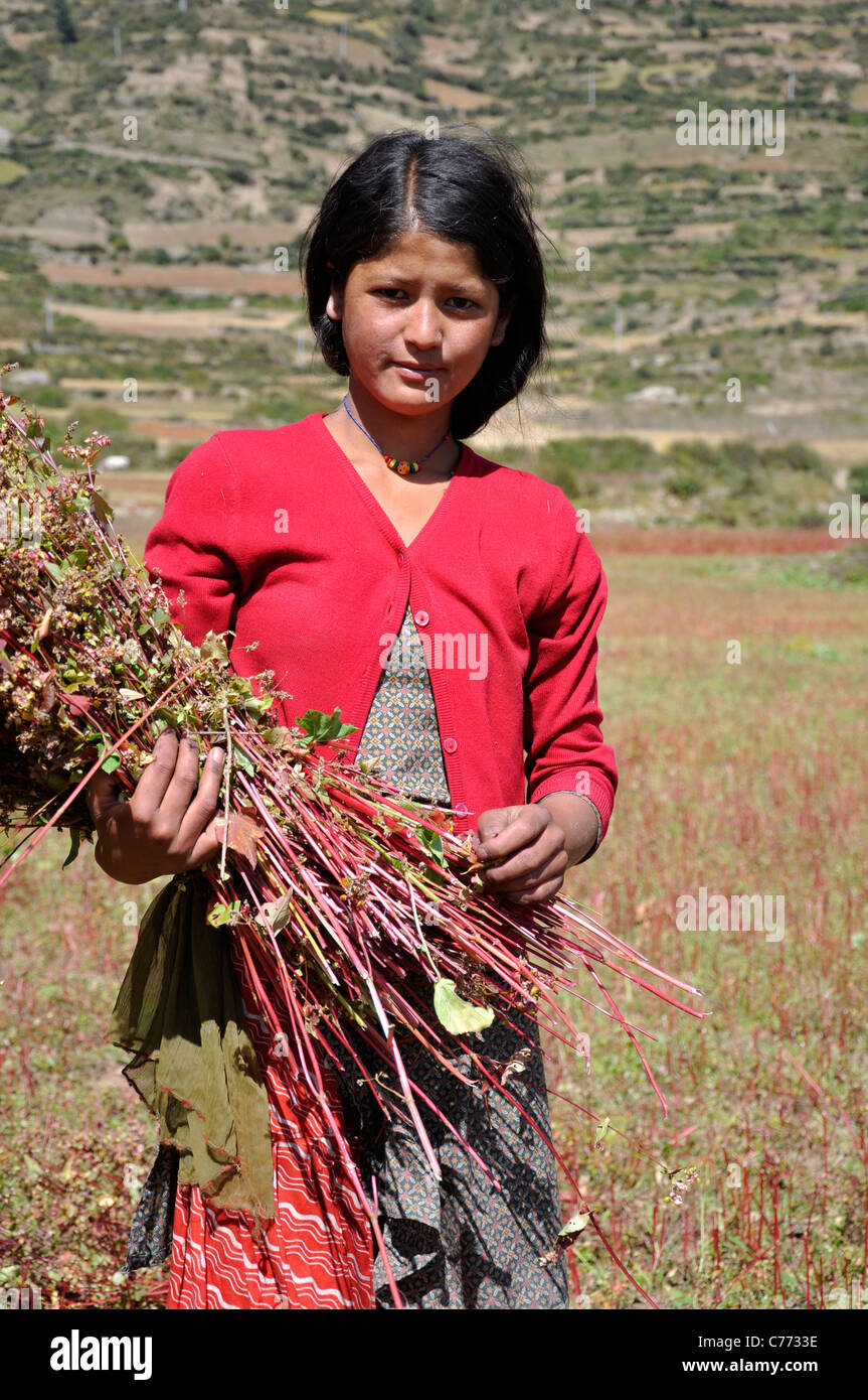 A Humla girl harvesting buckwheat near Simikot airport, Humla. Stock Photo