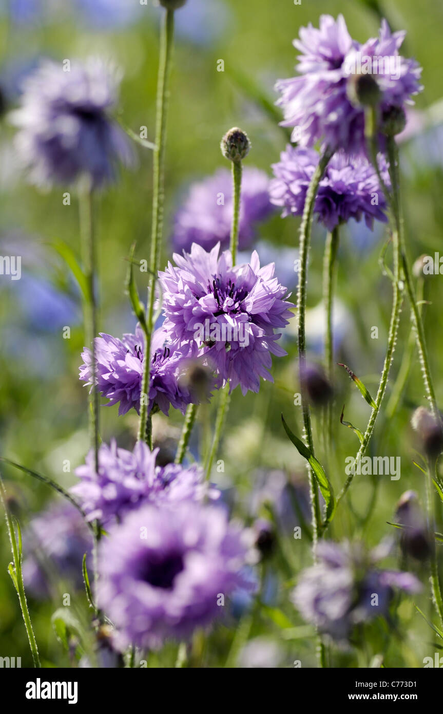 Cornflower Stock Photo