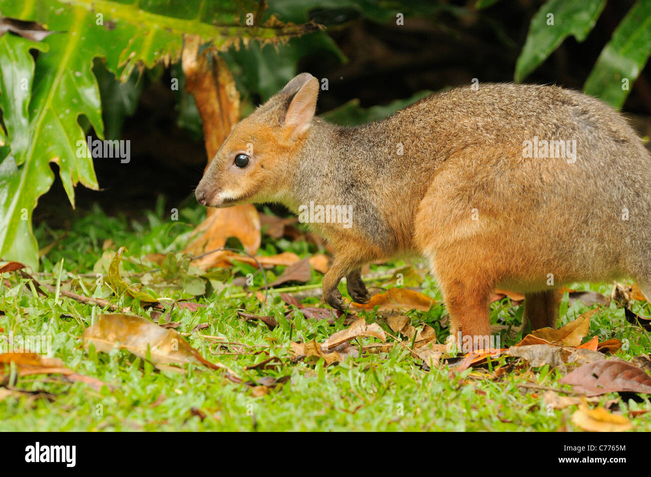 Red-legged Pademelon Thylogale stigmatica Photographed in Queensland, Australia Stock Photo