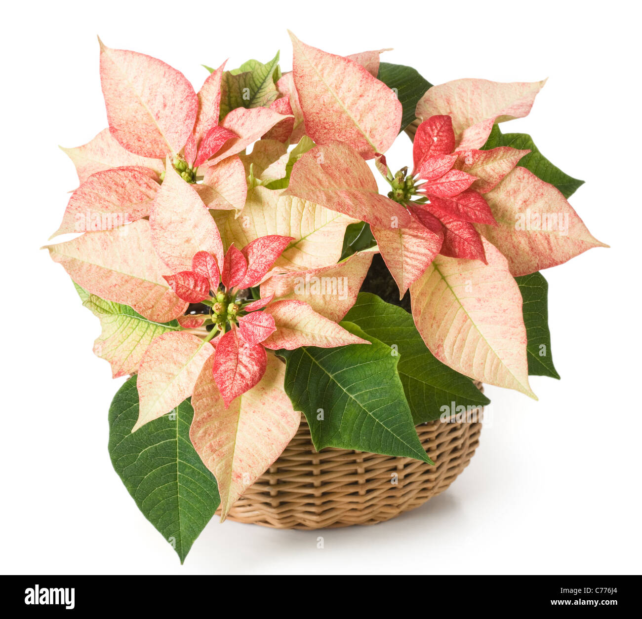 Pink poinsettia in a basket Stock Photo