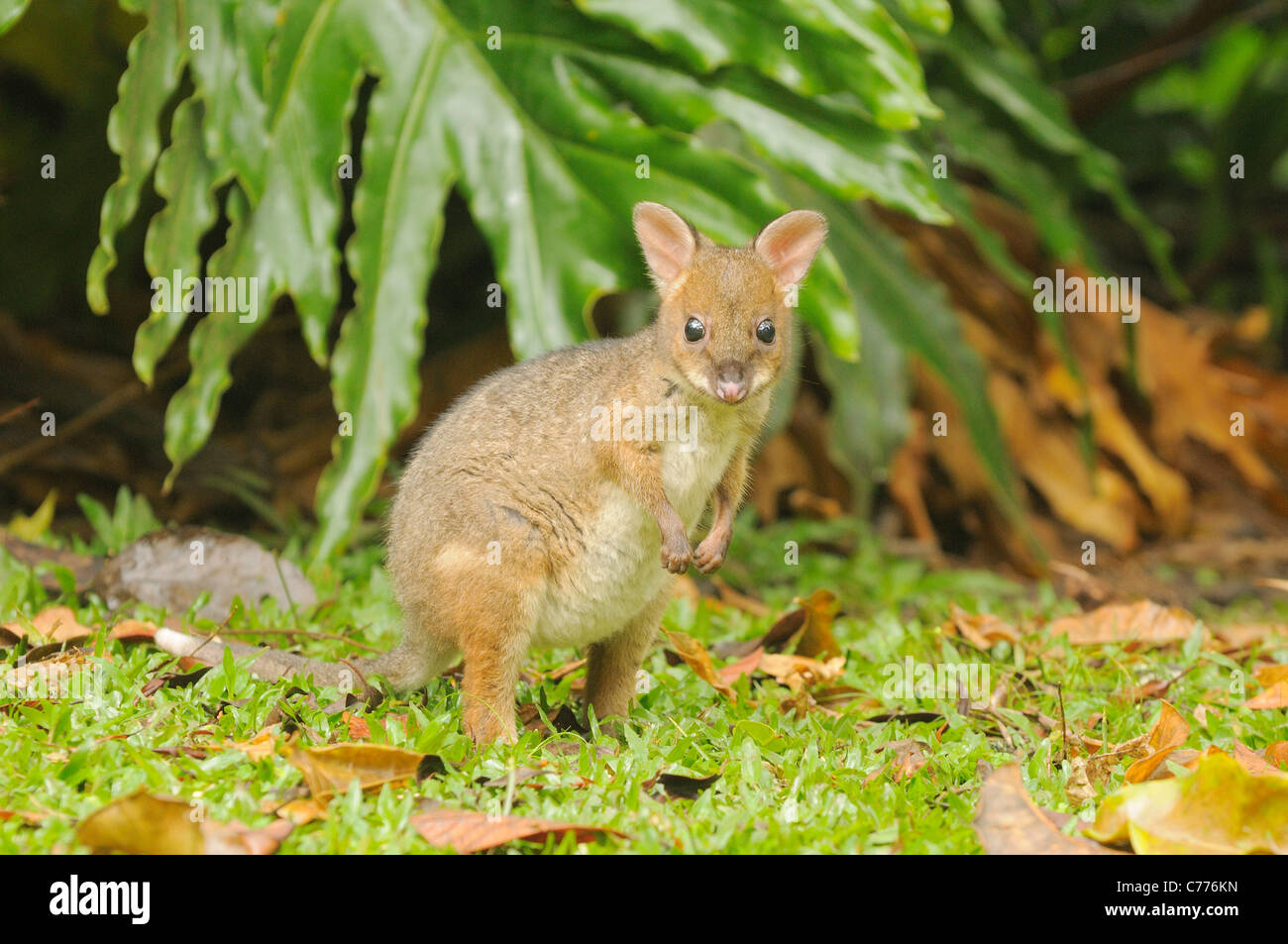 Thylogale stigmatica stigmatica hires stock photography and images Alamy