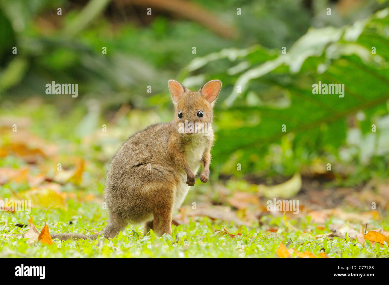 Red-legged Pademelon Thylogale stigmatica Young joey Photographed in Queensland, Australia Stock Photo