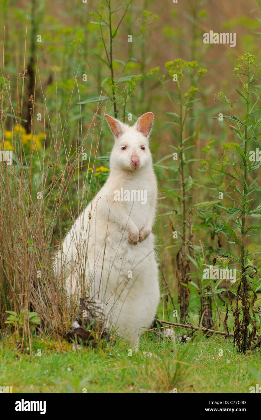 Wallaby Macropus rufogriseus White, albino form Photographed on Bruny Island, Tasmania