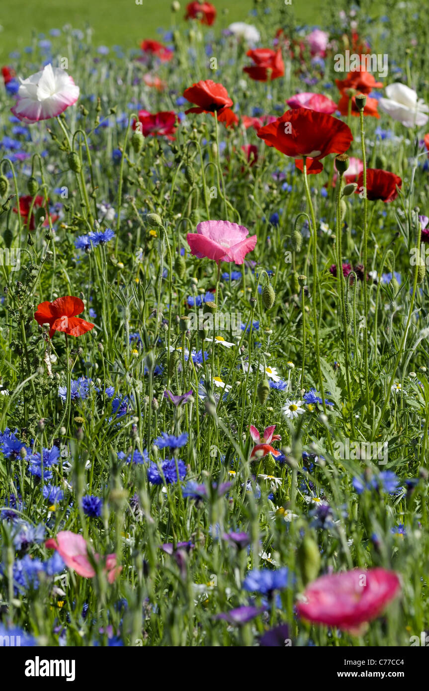 Wild flower meadow Stock Photo