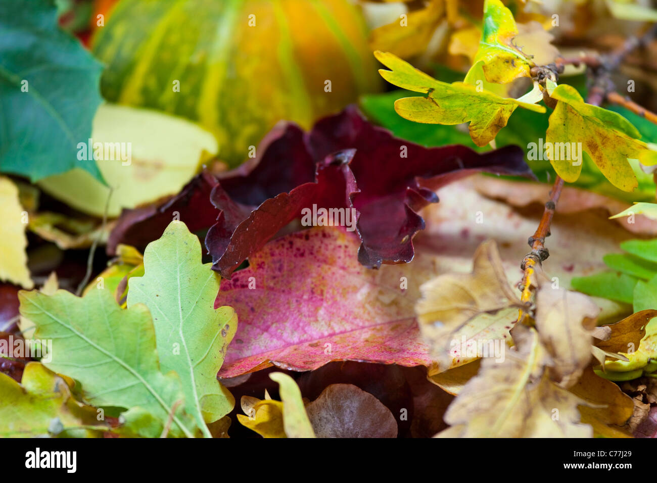 autumn leaves of different shades and colours Stock Photo - Alamy