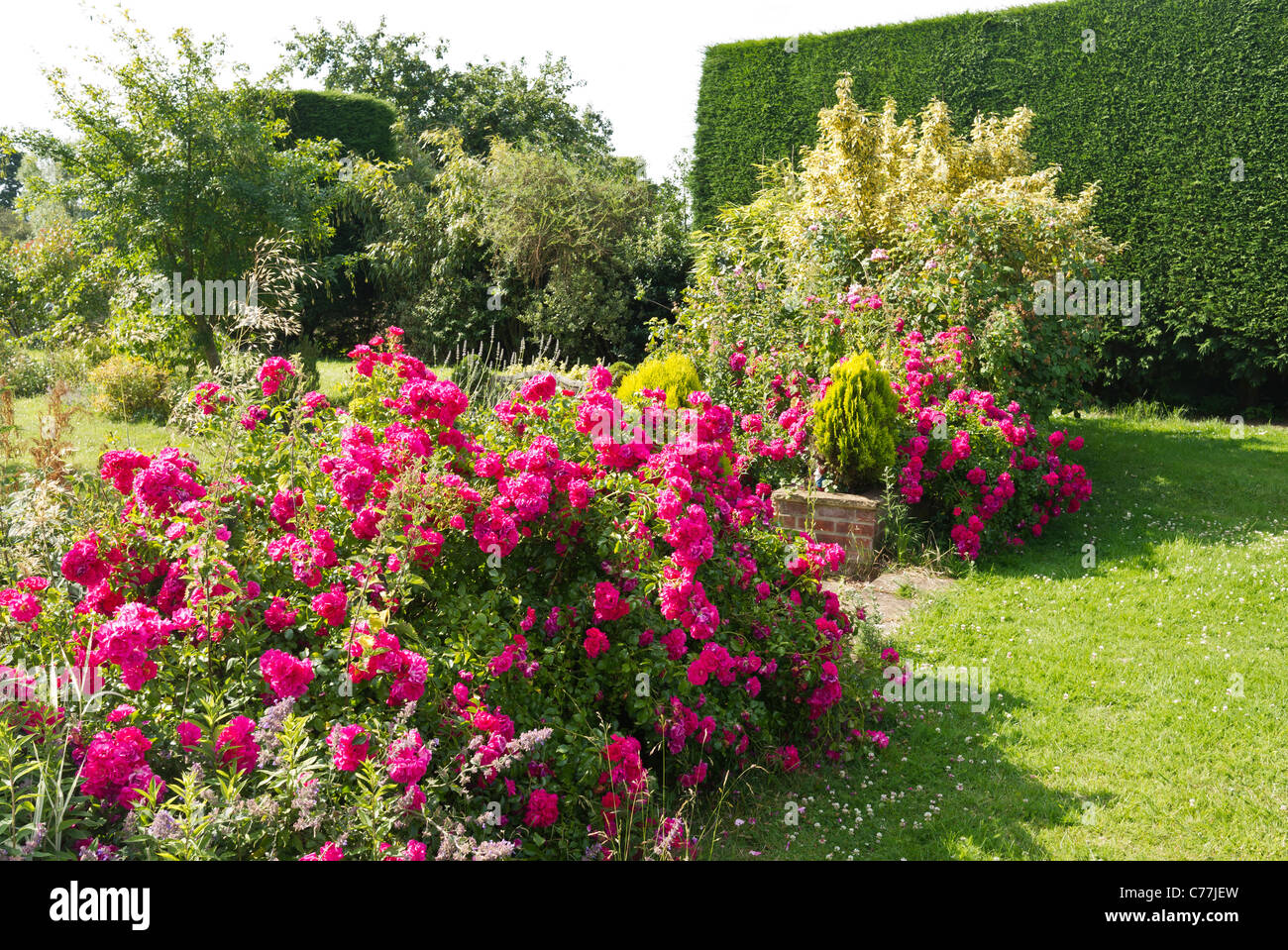 Mixed border with rose Flower Carpet in July Stock Photo