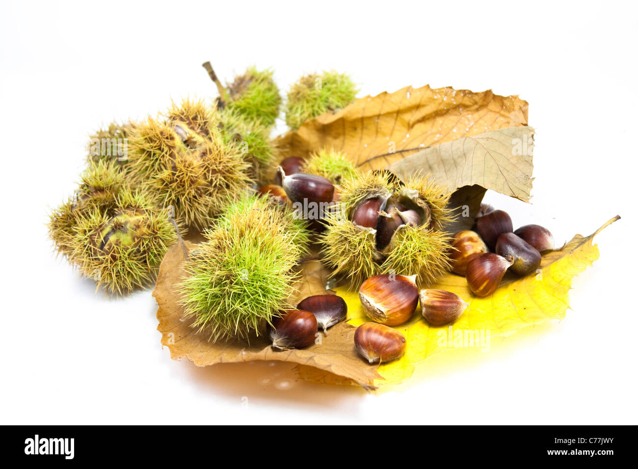 chestnuts shot on a white background, group shot Stock Photo